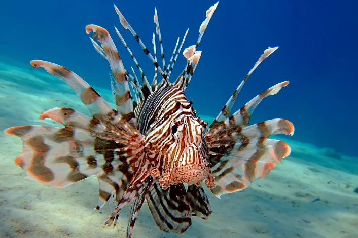 La mer Méditerranée se réchauffe et attire des poissons tropicaux dévastateurs