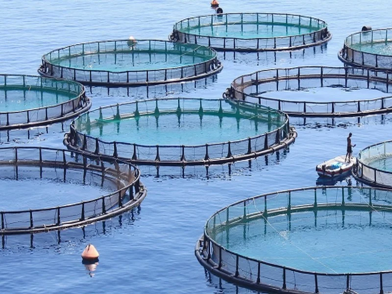 Un chiffre d’affaires de 3,2 milliards de dirhams pour la pêche maritime et l’aquaculture d’Agadir