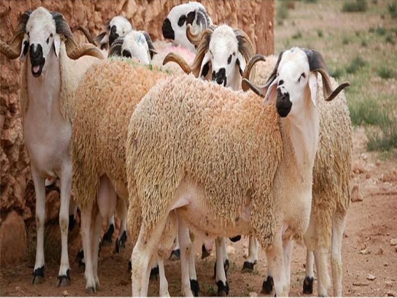 Les Marocains sont-ils vraiment obligés de sacrifier le mouton?