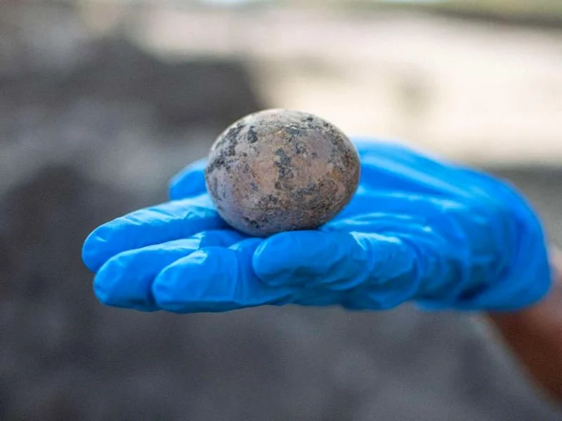 Des archéologues découvrent un œuf vieux de 1.000 ans et ... le cassent
