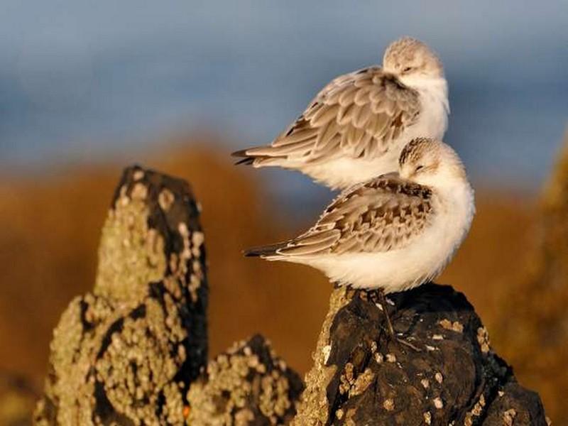 Pourquoi les pesticides sont bien l’une des causes du déclin des oiseaux