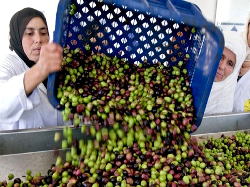 Maroc: hausse astronomique du prix de l’huile d’olive !