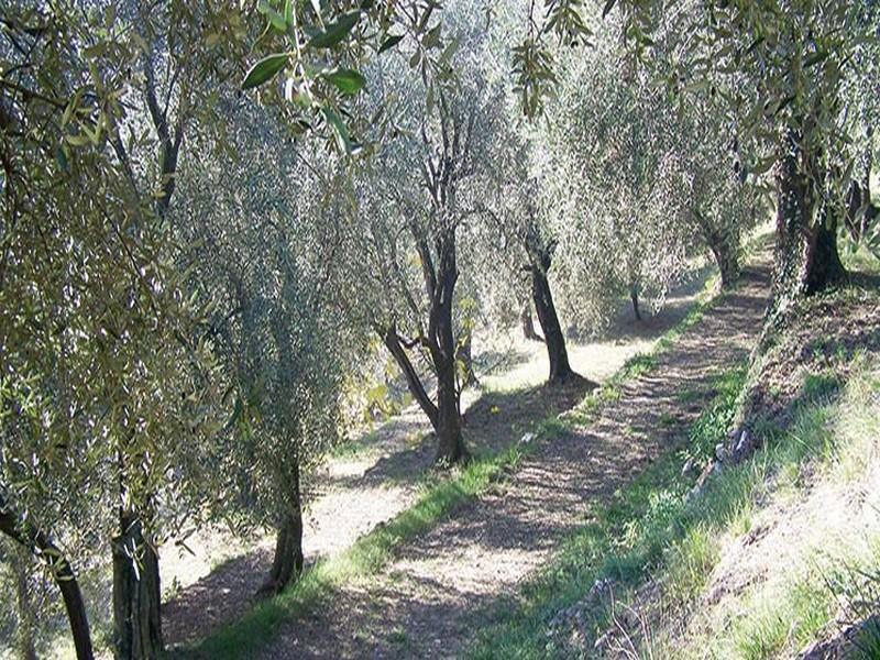L’olivier marocain toujours indemne