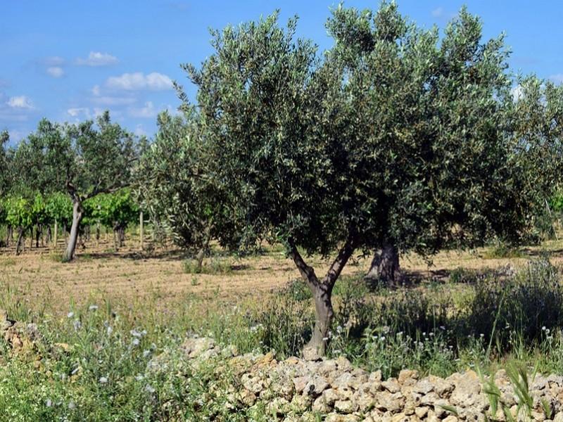 La bactérie tueuse d'oliviers Xylella, un danger potentiel pour le Maroc