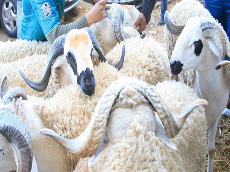 Aïd Al Adha : 3,7 millions d’ovins et de caprins identifiés par l’ONSSA