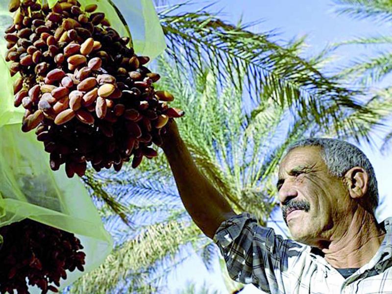 Mobilisation régionale pour protéger le palmier dattier et l’olivier