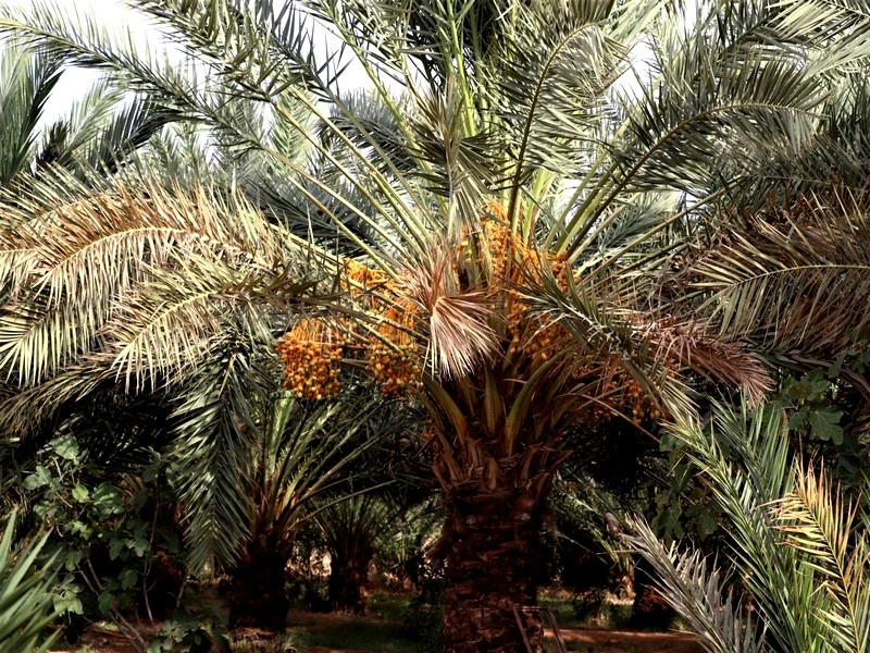 Durabilité des Oasis : la recette du Maroc