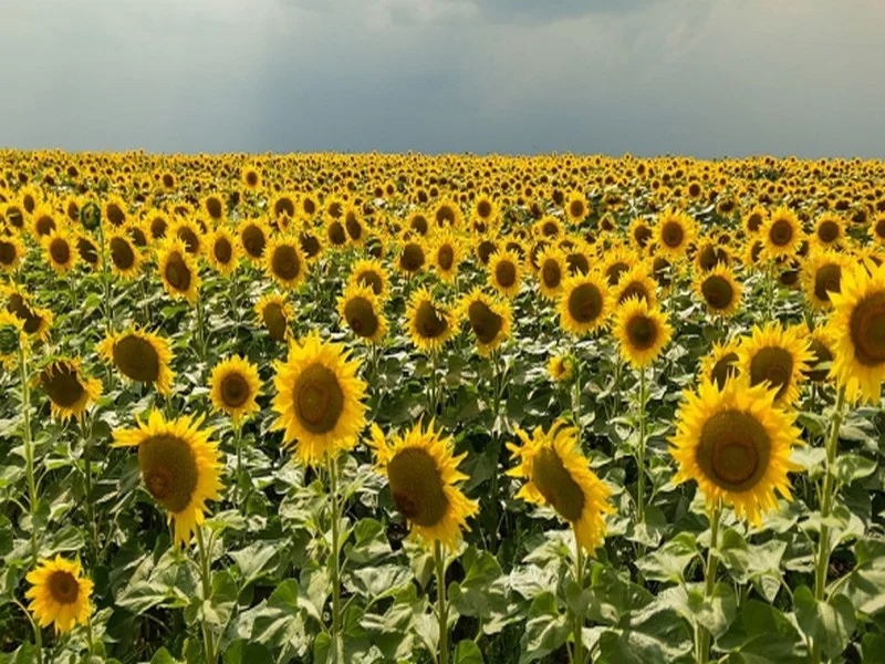 Tournesol, colza, deux cultures d’avenir