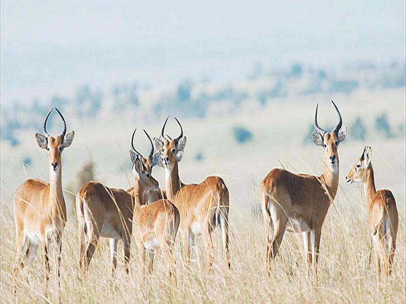 Grande opération de transfert des ongulés depuis Marrakech vers les réserves et parcs du Royaume