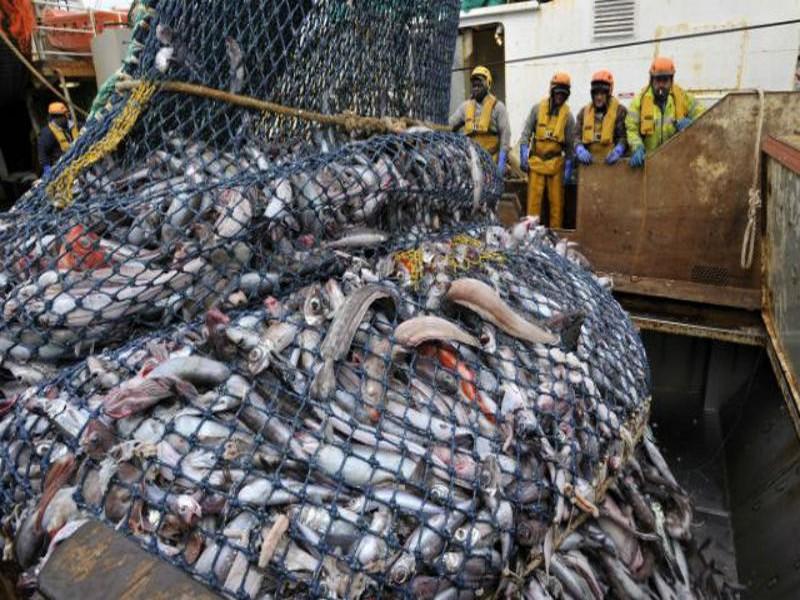 Pêche : Le Maroc parmi les meilleurs producteurs