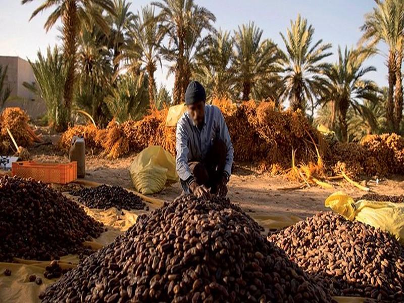 Lutte contre les pertes alimentaires : Un projet pilote lancé dans des zones oasiennes