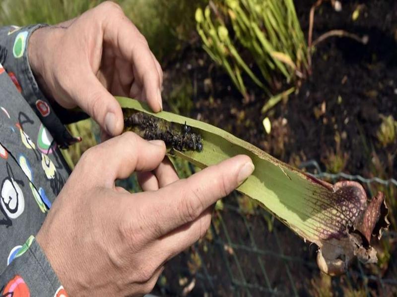 Une plante tueuse de frelons asiatiques découverte à Nantes