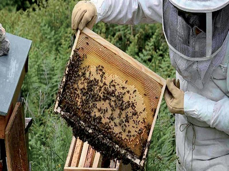 Agadir : La pollinisation des abeilles pour appuyer le développement agricole durable