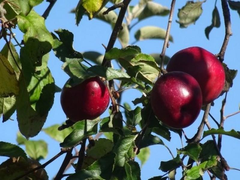 Le réchauffement climatique touche le Maroc et affecte la production fruitière 