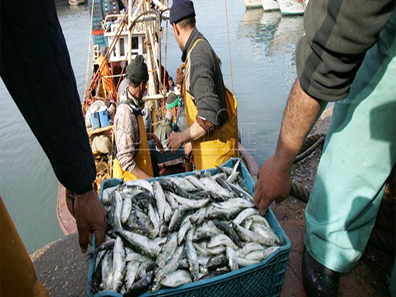Pêche : Les captures bondissent de 19%