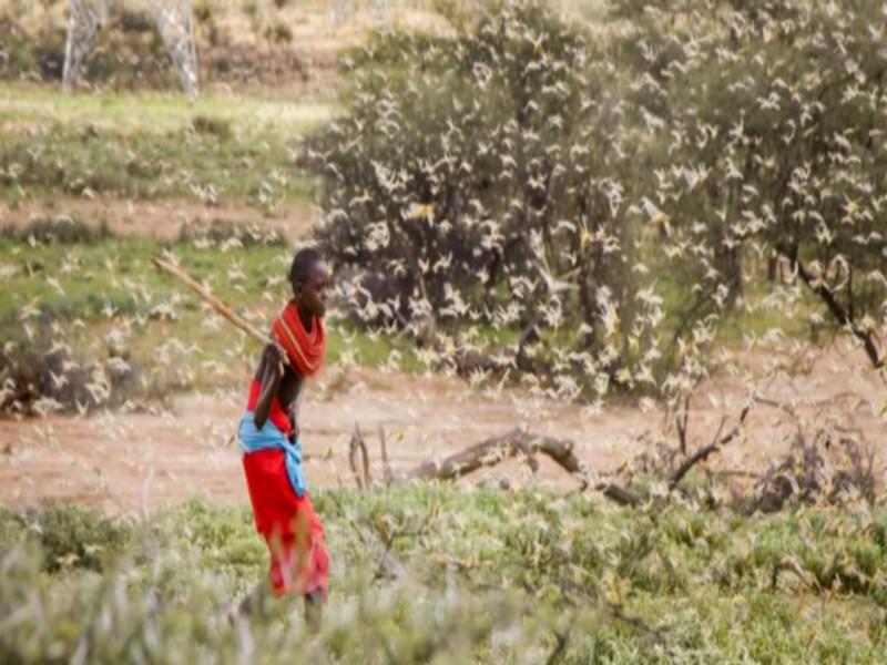 Corne de l’Afrique : « Le dérèglement climatique accentue les invasions de criquets »