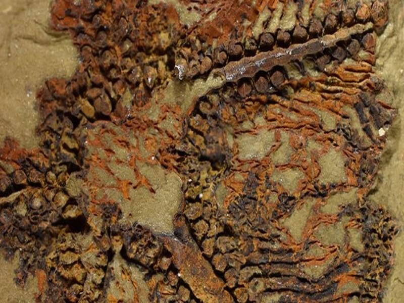#MAROC_DECOUVERTES: La plus ancienne étoile de mer datant de 480 millions d'années découverte au Maroc 