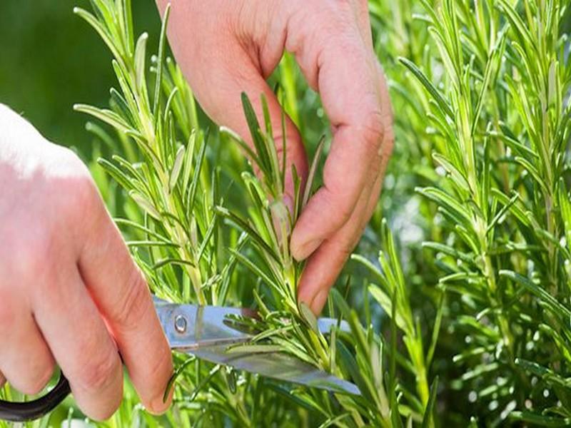 Augmentez votre mémoire de 75% avec cette plante !