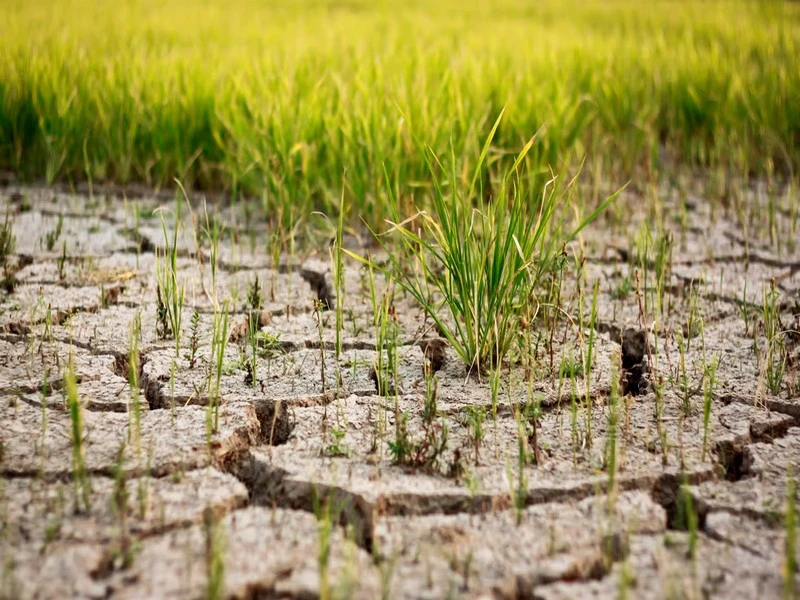 La production de riz en 2022 s’est effondrée sous la pression du réchauffement climatique : les experts sont inquiets 