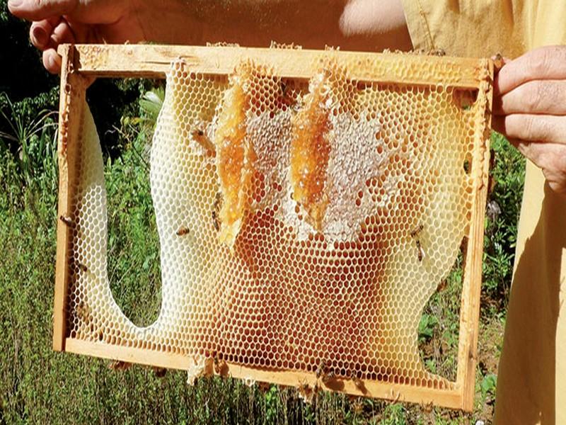 De nouvelles mesures pour la commercialisation du miel et produits de la ruche