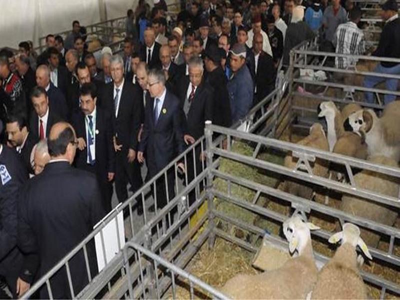 Elevage ovin: Plus de 2 millions de têtes de sardi au Maroc