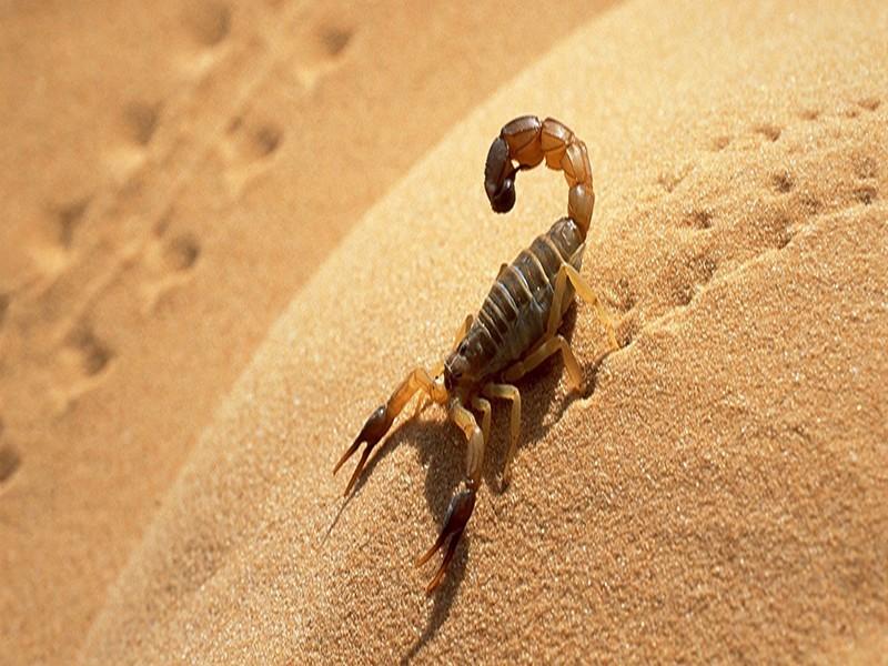 Piqûres de scorpions : Marrakech toujours tête de liste