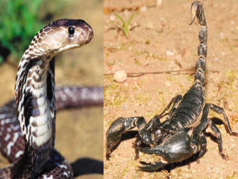 Piqûres de scorpion et morsures de serpent à tire-larigot lors de la saison estivale Le CAPM met en œuvre une stratégie de lutte et distribue des kits d’antidotes