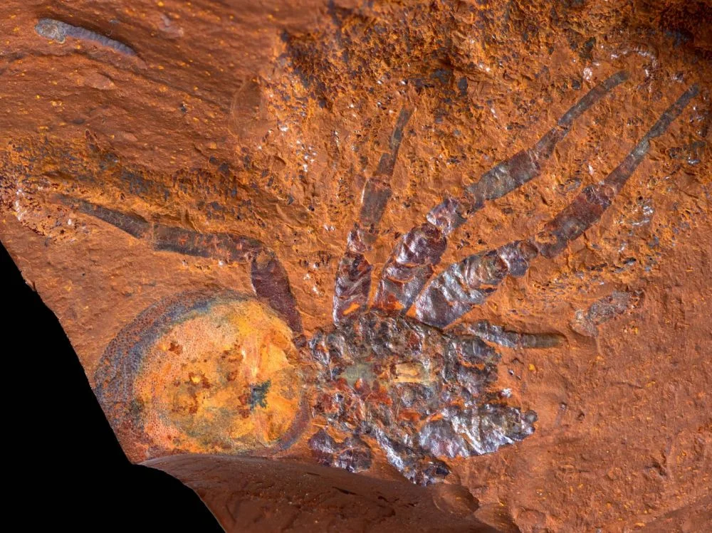 Araignées fouisseuses, cigales géantes, plantes inconnues : un nouveau site riche en fossiles déc