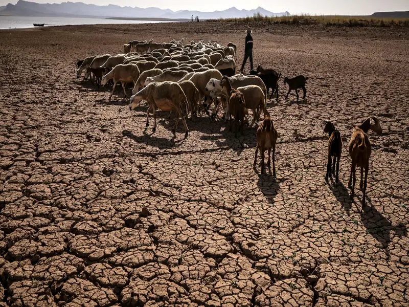Climat : l’agriculture marocaine dans une « phase critique »