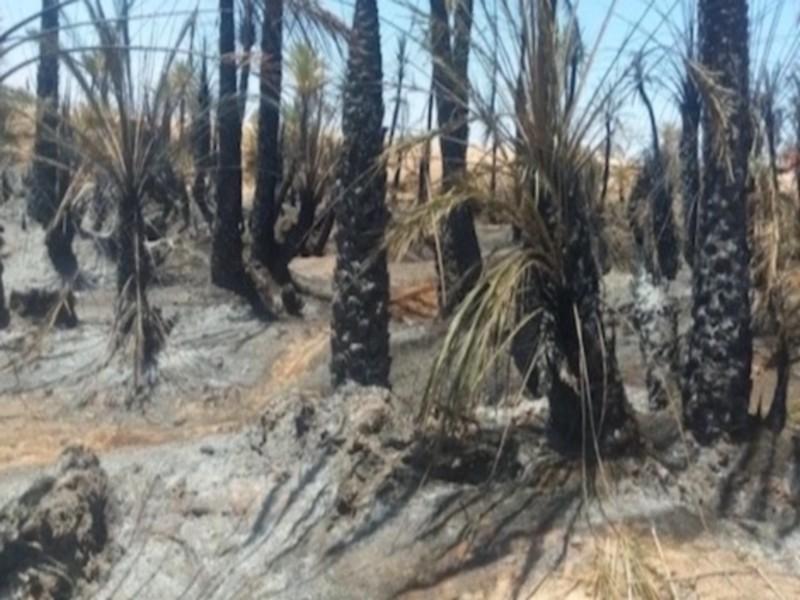 Palmeraie de Tata: lancement d'un programme de reconstitution pour les 80 hectares touchés par le feu