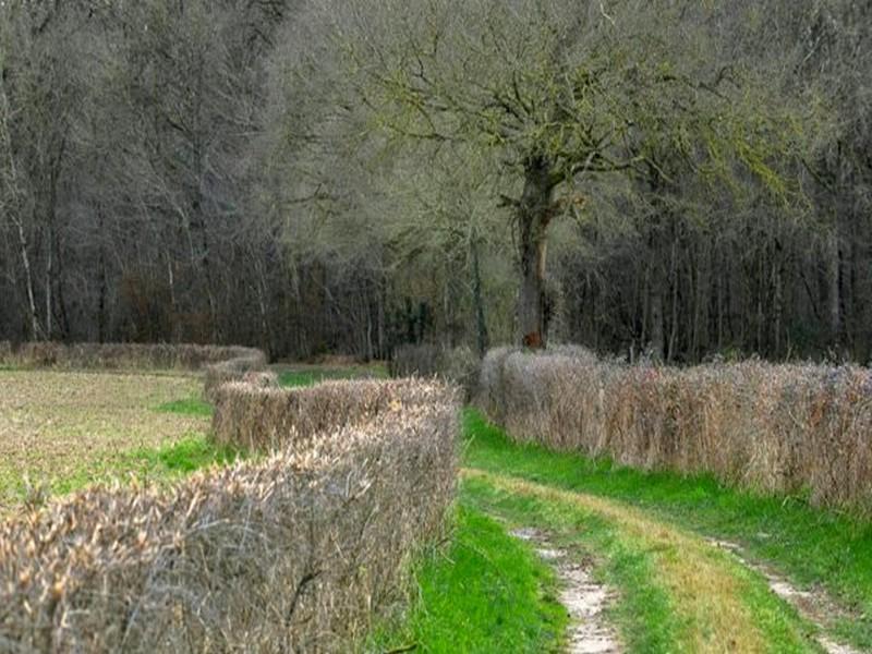 La Chine, acheteuse vorace de terres agricoles à l'étranger 