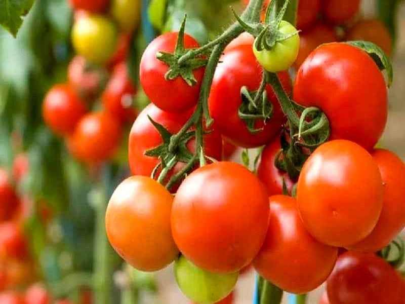 Tomate : le Maroc, 2? fournisseur de l’UE devant l’Espagne