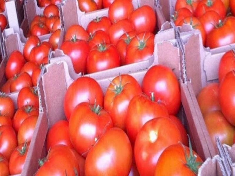 UE: les tomates marocaines gagnent du terrain