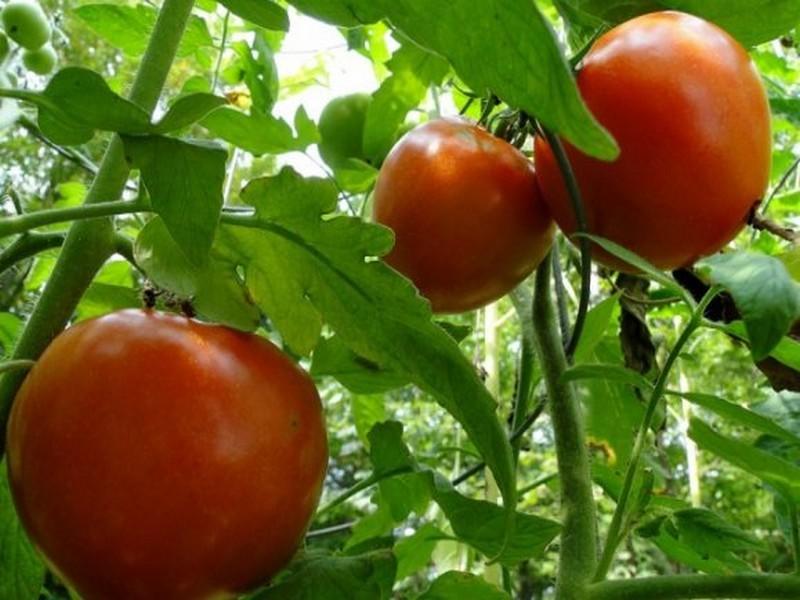 Plants maraîchers. Embouteillages dans les pépinières à cause de la chaleur