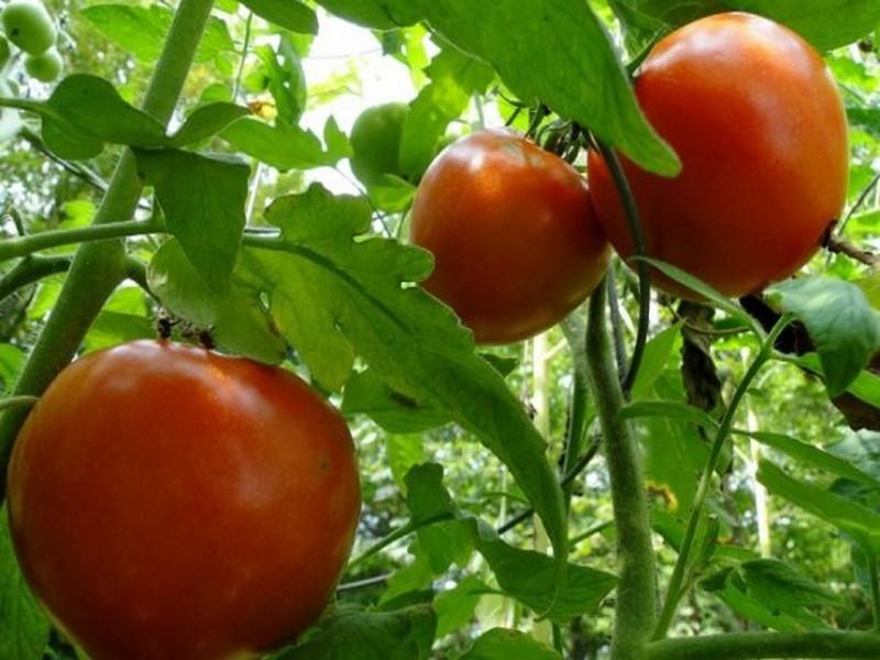 Plants maraîchers. Embouteillages dans les pépinières à cause de la chaleur