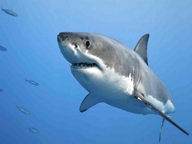 Une touriste française blessée par un requin aux Seychelles 