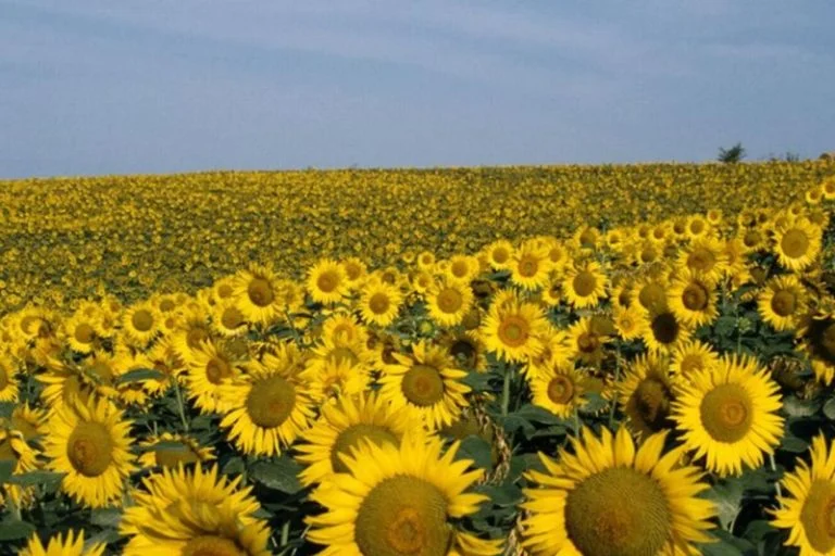 Voici pourquoi le Maroc doit renforcer sa culture de Tournesol et de Colza