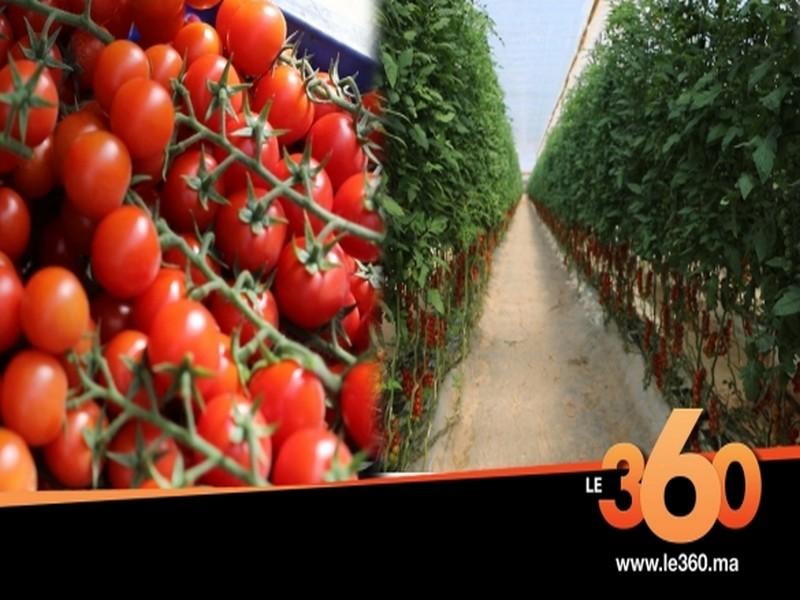 Vidéo. Dakhla. Tomates cerises: au coeur de la plus grande ferme d'Afrique