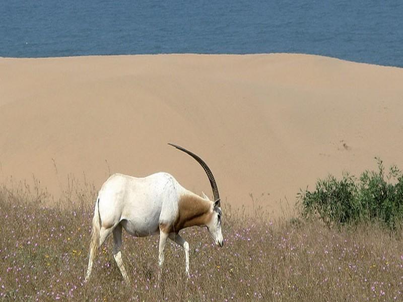 Circuits écotouristiques : Un safari pour découvrir la faune et la flore du parc du Souss-Massa