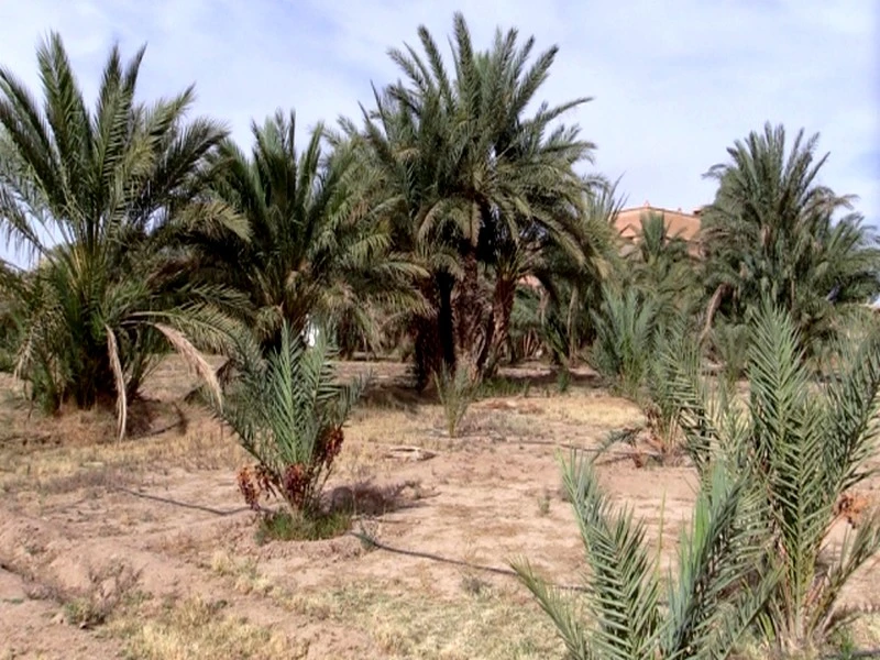#ANDZOA_HAFIDI_OASIS: A cause de la sécheresse, les oasis d’Erfoud face à un avenir incertain et