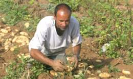 Produits du terroir  Des jardins potagers pour contrer la malnutrition
