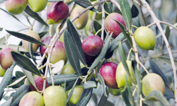 Agriculture-pêche -fôret 