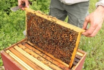 Le miel d’euphorbe, un produit du terroir très prisé au Maroc Le prix du miel de Daghmous et de thym s’élève à 250 DH/kg