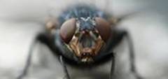 Des scientifiques belges déchiffrent le mystère de la maladie du sommeil La maladie du sommeil est propagée par la piqûre de la mouche tsé-tsé, tuant annu