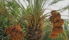 Palmier dattier Le Maroc occupe la 7ème place au niveau mondial
