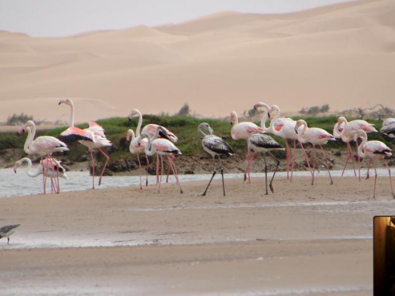 Principales Oasis de la Région Guelmim - Es Smara