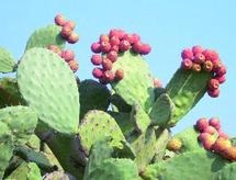 L\'Agence pour le développement des provinces du Sud annonce des résultats prometteurs : Le cactus mis en valeur à Guelmim