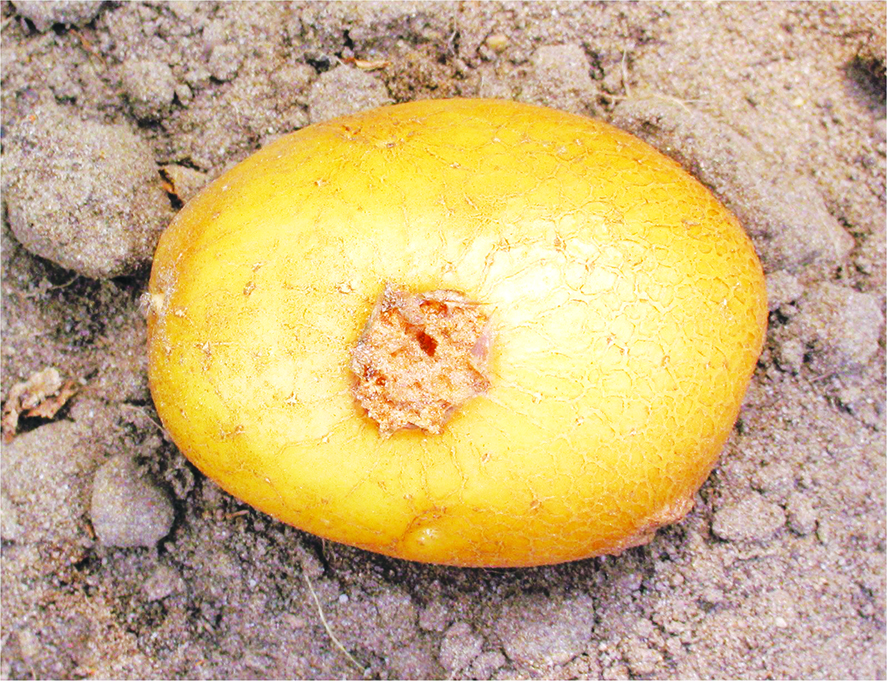 Exportation Sale temps pour l’agriculture