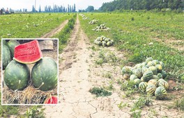Crise de l\'eau Zagora, victime du succès de ses pastèques