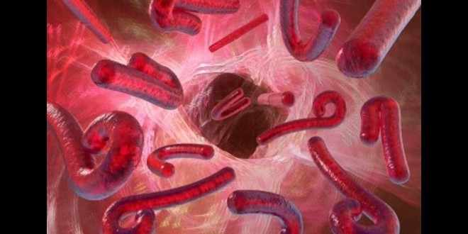 Fièvre Ebola Le ministère de la santé rassure